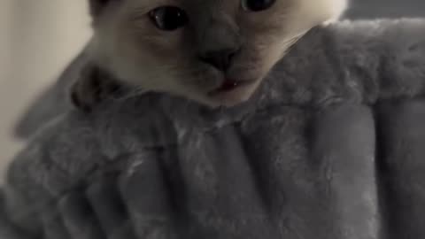 Kitten is just being cutie