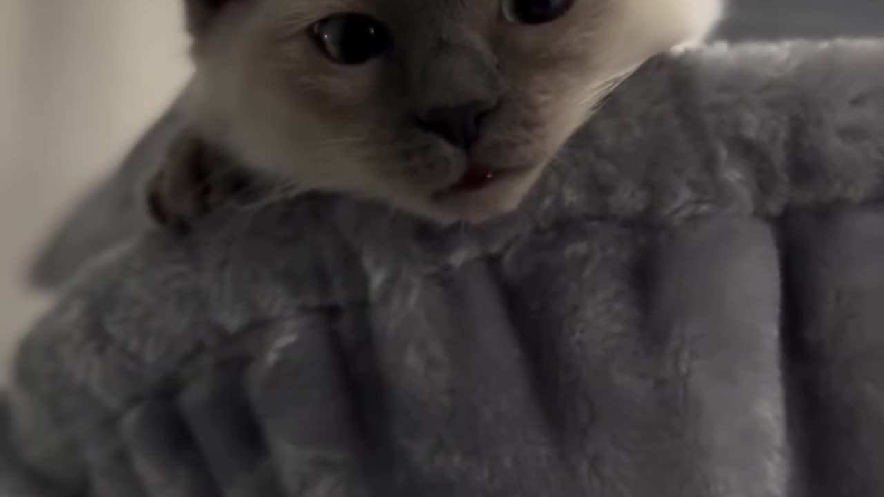 Kitten is just being cutie