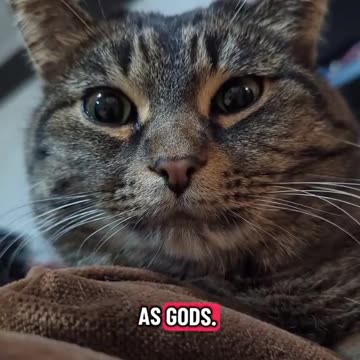 The REAL difference between Cats and Dogs ..Get Ready!