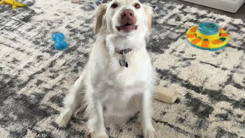 Thor Airs His Grievances and Yaps About His Day