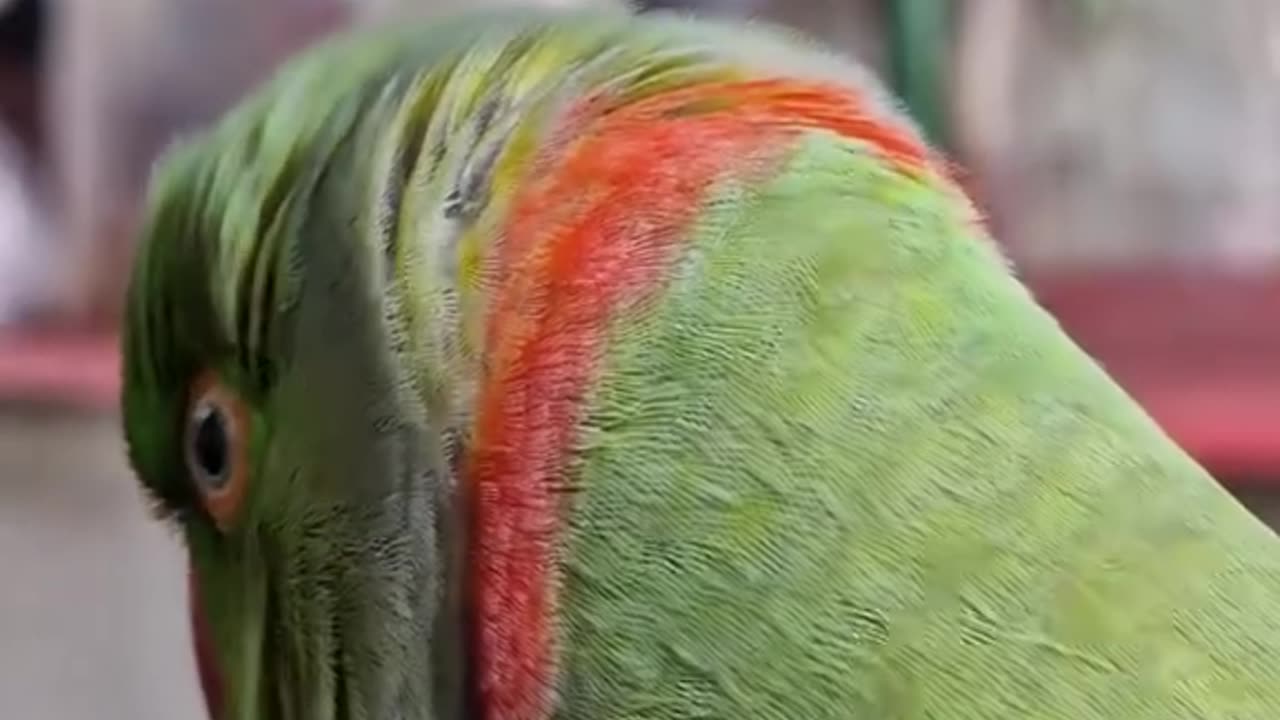 Chat with a Parrot – Fun & Interactive Talking Bird Experience