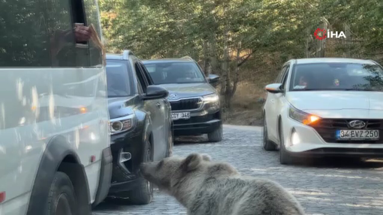 Ayıya ekmek veren vatandaş saldırıdan son anda kurtuldu
