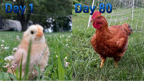 How to Get Your Own Meat in 90 Days