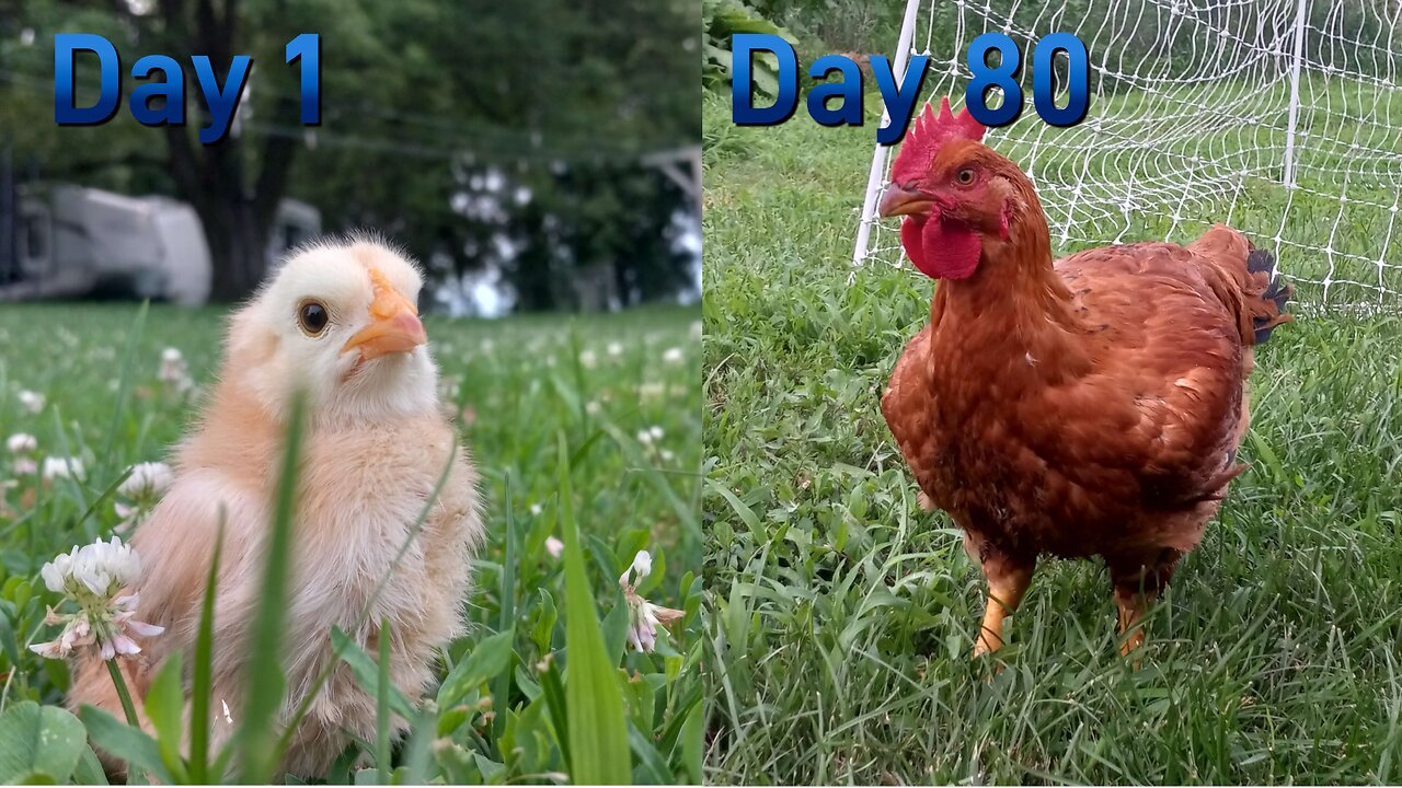 How to Get Your Own Meat in 90 Days - Homesteading Journey