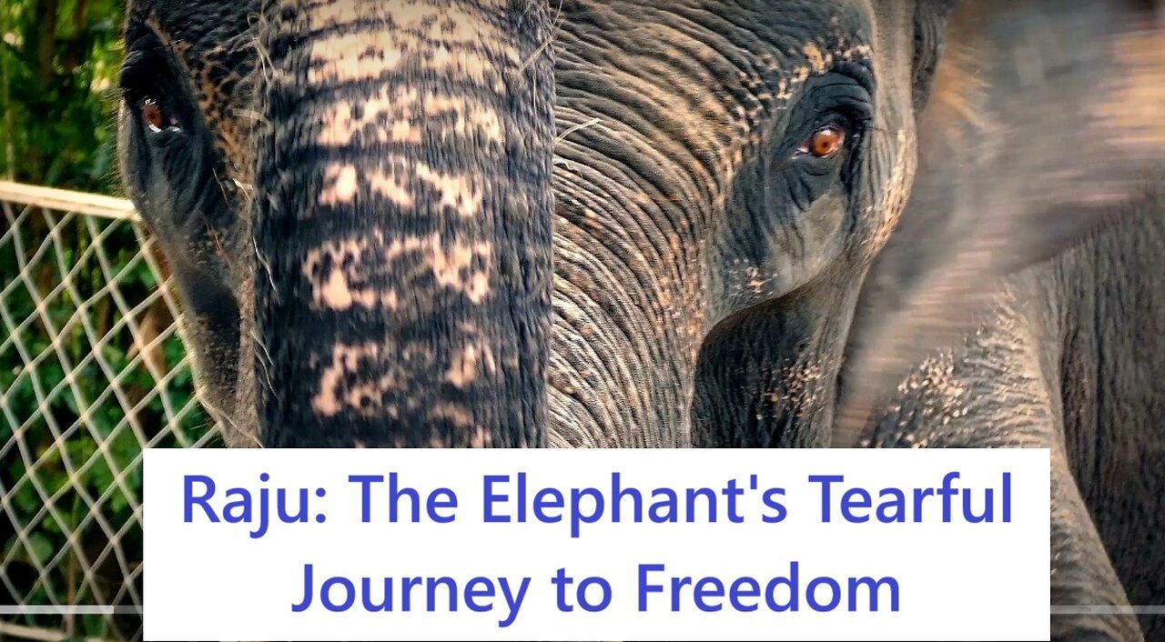 Raju: The Elephant's Tearful Journey to Freedom
