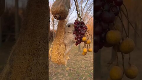 These grapes are too heavy. Cute pets. Rabbits. Cute little farm pets.