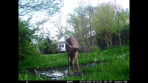 Deer Cam 04-23-2025