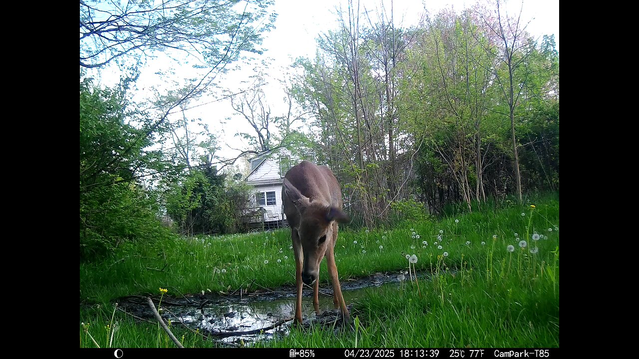 Deer Cam 04-23-2025