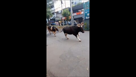 bul fight car white driver sadme me