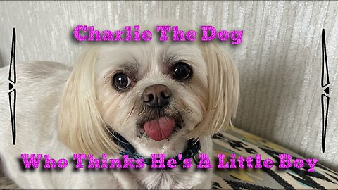 Charlie The Dog Who Thinks He's A Little Boy