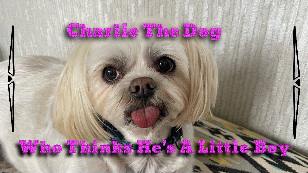 Charlie The Dog Who Thinks He's A Little Boy