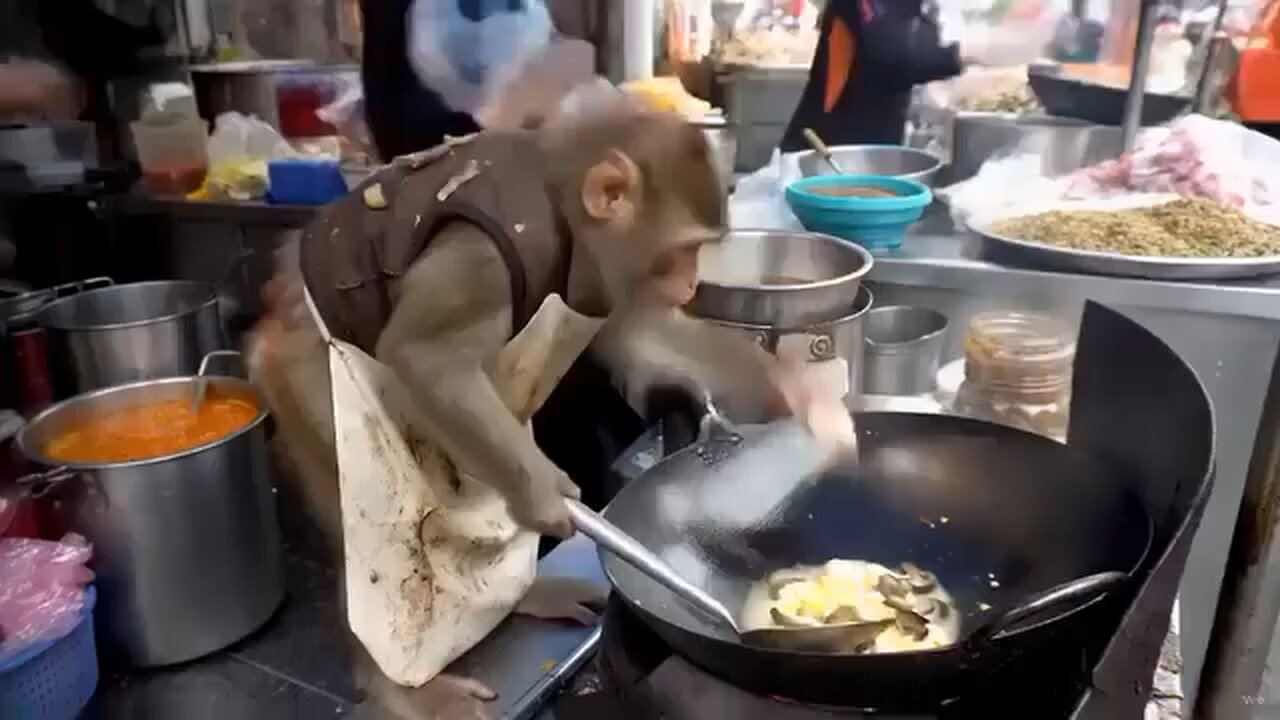 Funny Videos