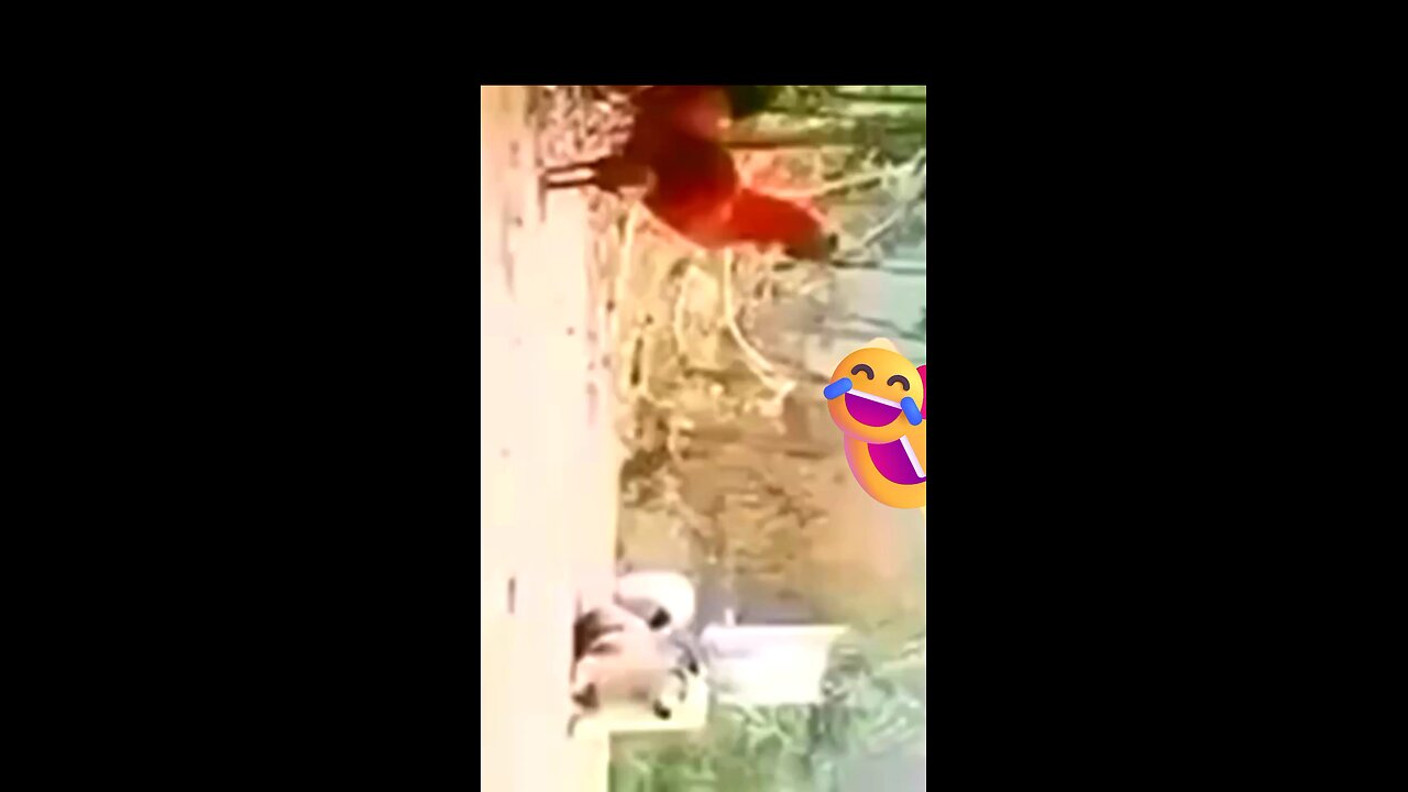 effect of company 🐕🤣#funnydog, #dogfails,