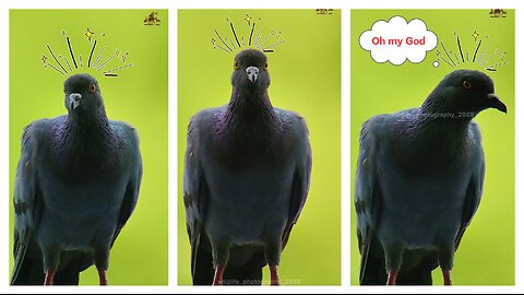 Pigeon 🐦 Bird videos