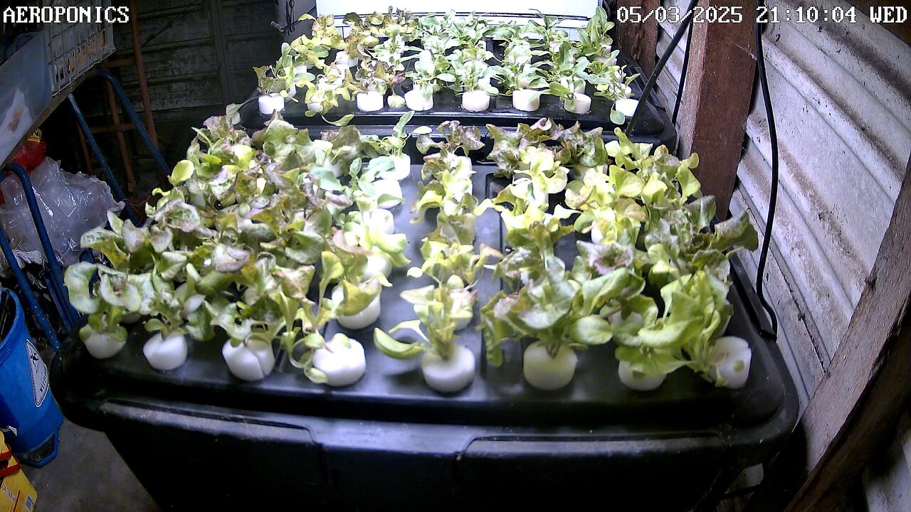 Aeroponics Timelapse Ending 28-04-2025