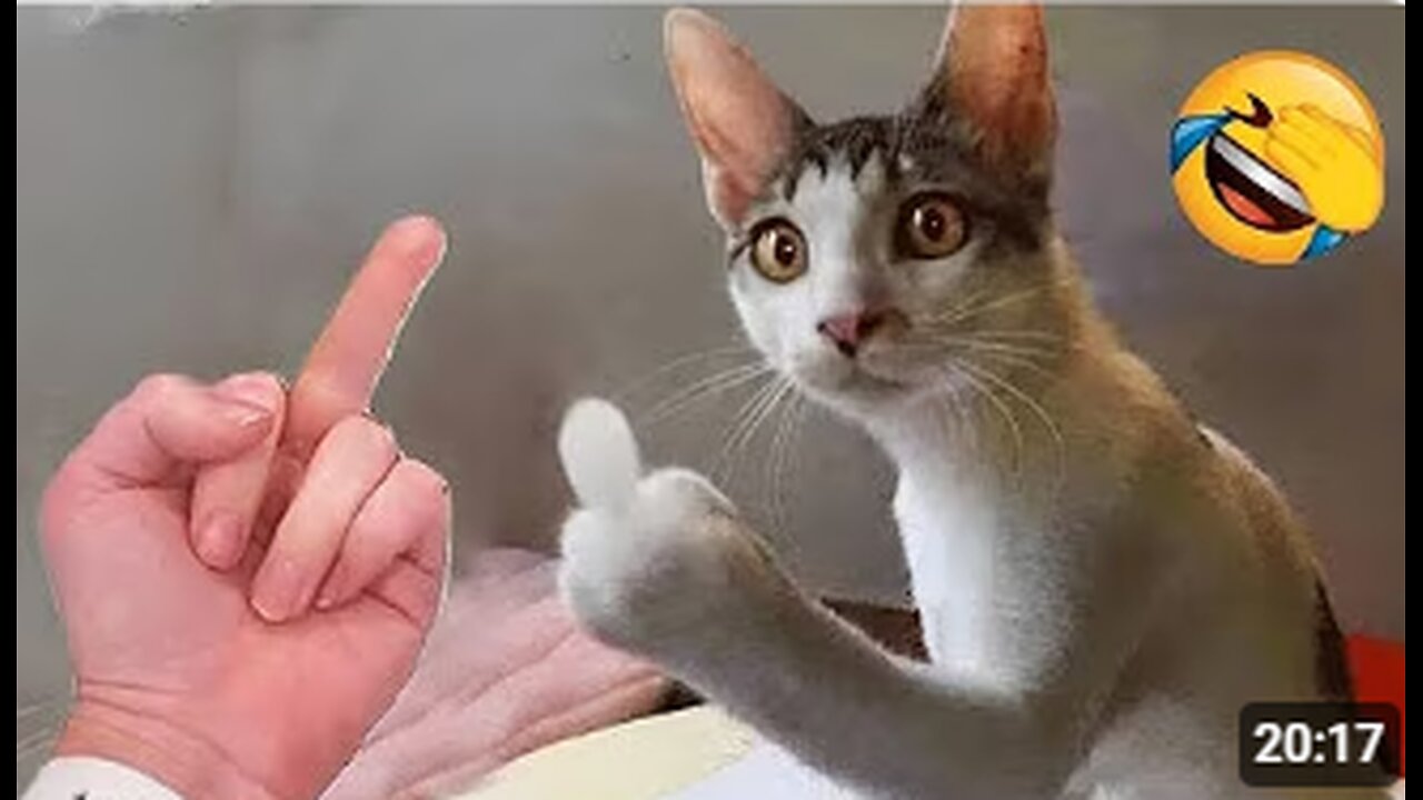 Funniest animals will sure make you die laughing 😅