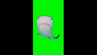 Hub Bu Bu Bu Bu Bu Bu Shark | Green Screen #shark #bleh #tigershark #prank #meme #memes #fyp