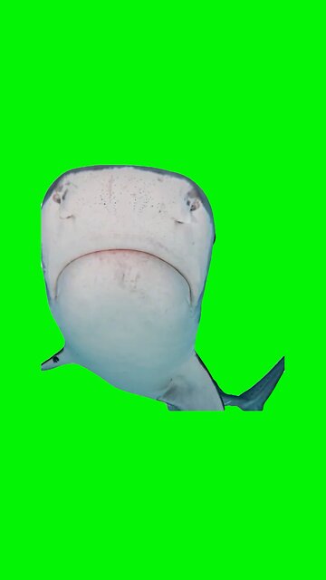 Hub Bu Bu Bu Bu Bu Bu Shark | Green Screen #shark #bleh #tigershark #prank #meme #memes #fyp
