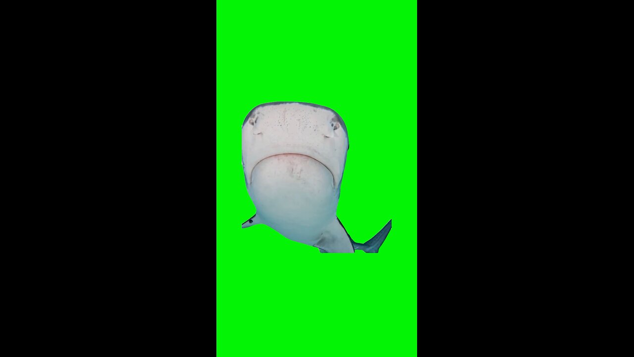 Hub Bu Bu Bu Bu Bu Bu Shark | Green Screen #shark #bleh #tigershark #prank #meme #memes #fyp