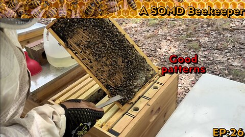 SOMD Beekeeping ep: 26 - Mid September inspections PT2
