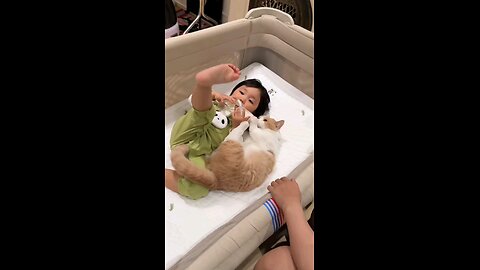Cute Cat 🐈 😻