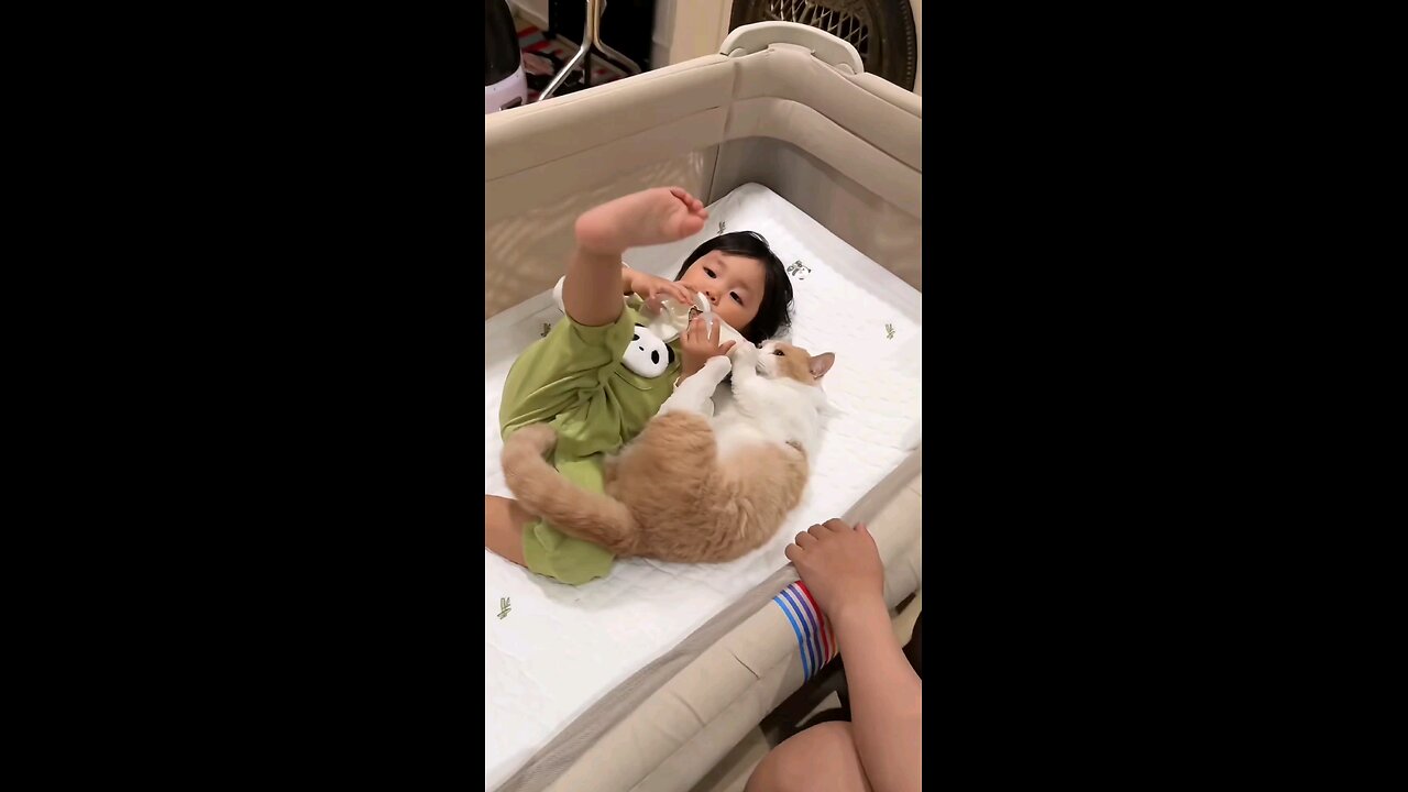 Cute Cat 🐈 😻