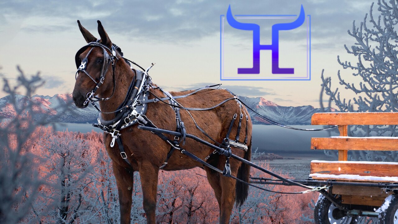 Beginner Safe Draft Mule... Meet "Hudson"