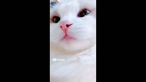 my channel funny video - cat mind voice