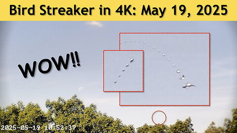 Bird Streaker in 4K May 19, 2025, Wash. DC.