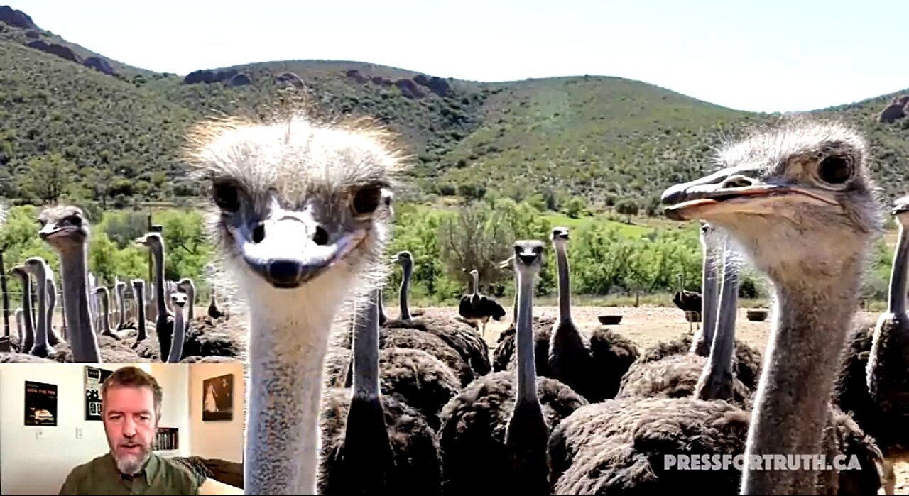 THE TRUTH ABOUT THE OSTRICH FARM CULL: ANTIBODIES IN THE EGGS CAN CURE HUMANS AND FEND OFF EPIDEMICS