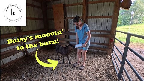 🌾 Daisy's Big Move & Tomato Troubles: A Rollercoaster Week on the Homestead!