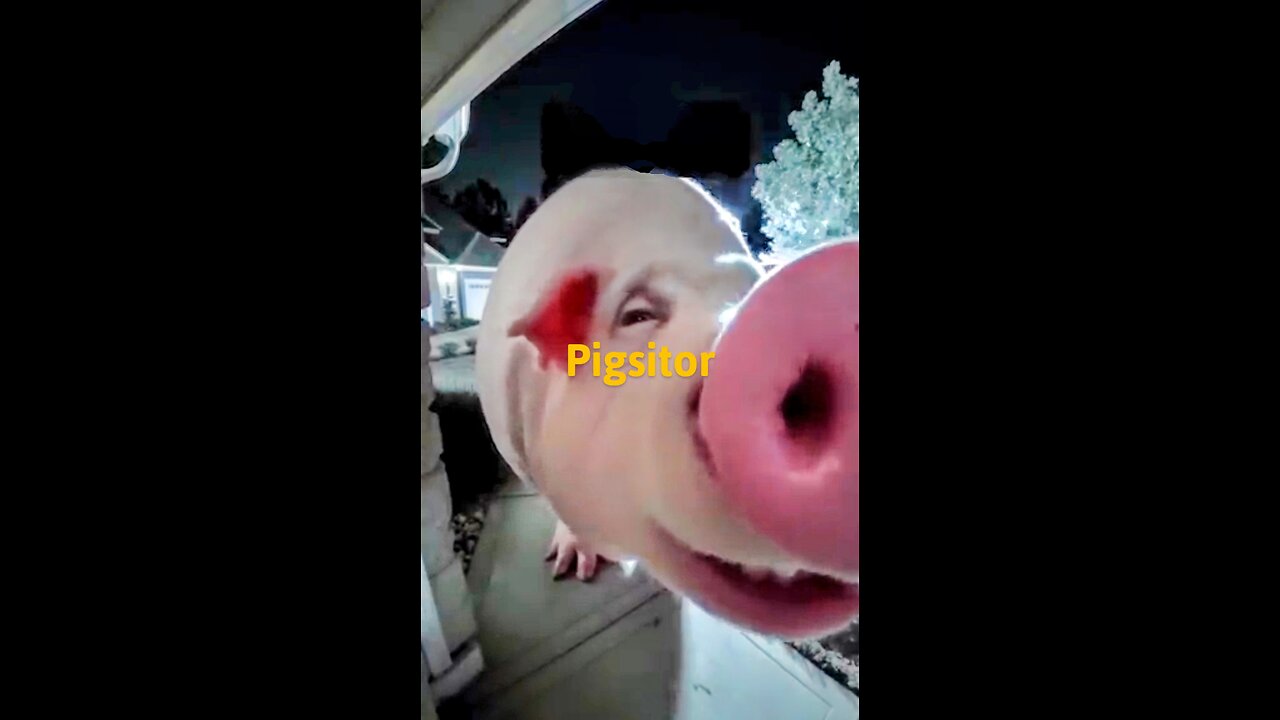 Bigpig surprise visit at night
