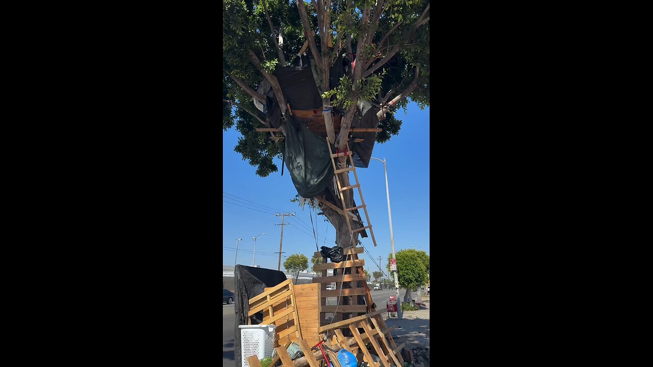 Bro lives in a treehouse in South Central LA..