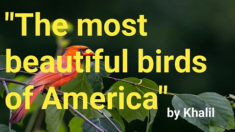 "The Most Beautiful Birds of America!" by Khalil
