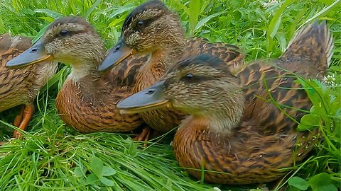 The 4 Mallard Duck Ducklings Having an Oat Flake Break