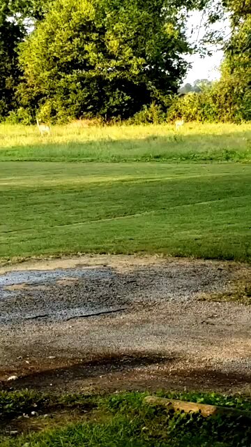 Seeing Deer As We're Sitting On Our Porch