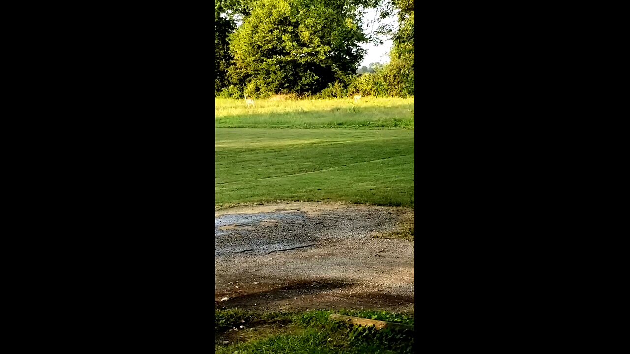 Seeing Deer As We're Sitting On Our Porch