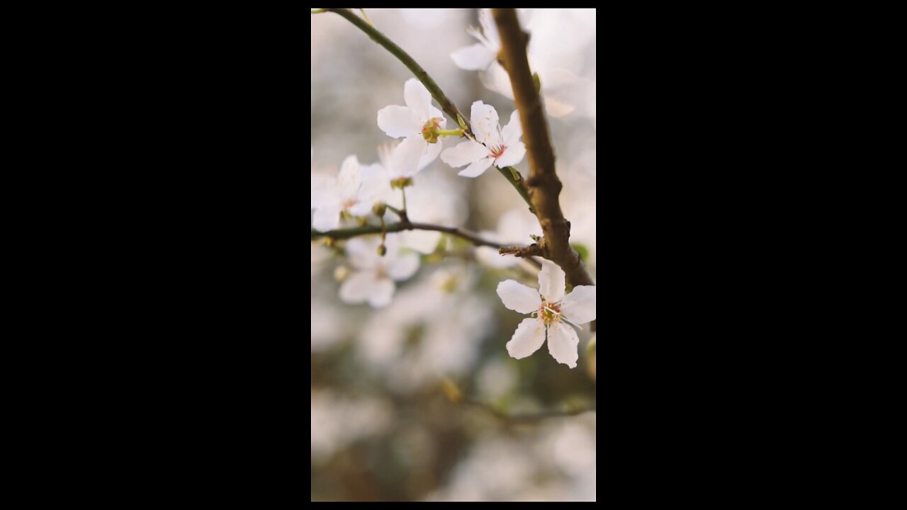 Daily Verse March 17th 2025