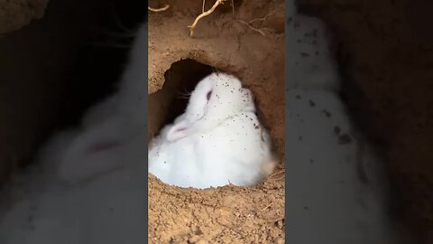 Cute little rabbit burrowing into a hole. Rabbit. Cute little pastoral pet.