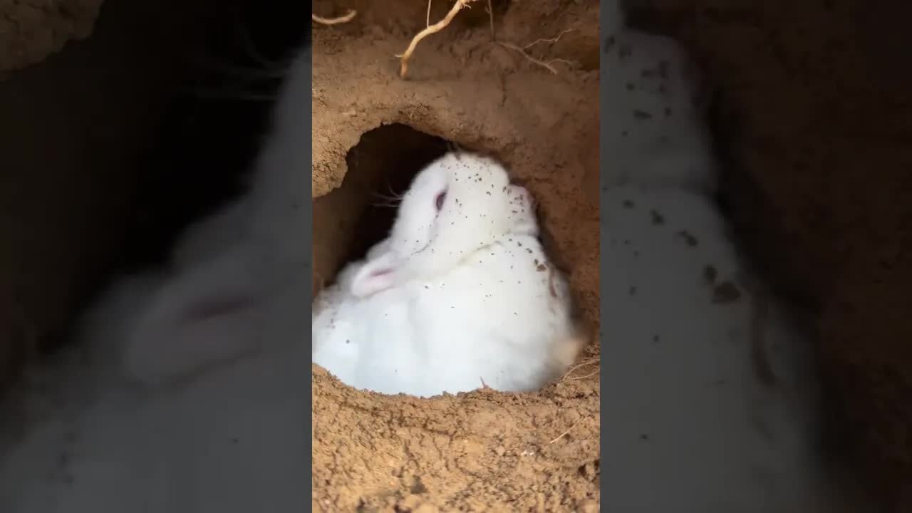 Cute little rabbit burrowing into a hole. Rabbit. Cute little pastoral pet.