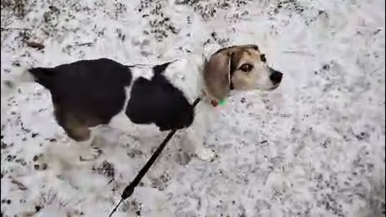 Bandit