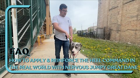 How To Apply & Reinforce The Heel Command In The Real World With Nervous Jumpy Great Dane