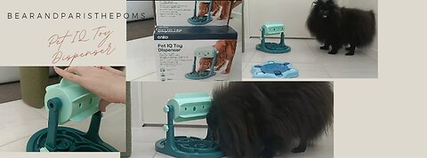 Paris and Bear trying out this new IQ Toy