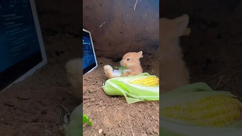 Rabbit is watching a movie at home leisurely and petting a cute rabbit. A cute little pet in the co