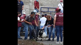 🇲🇽 El Gobierno mexicano reparte animales incautados al narco entre familias pobres