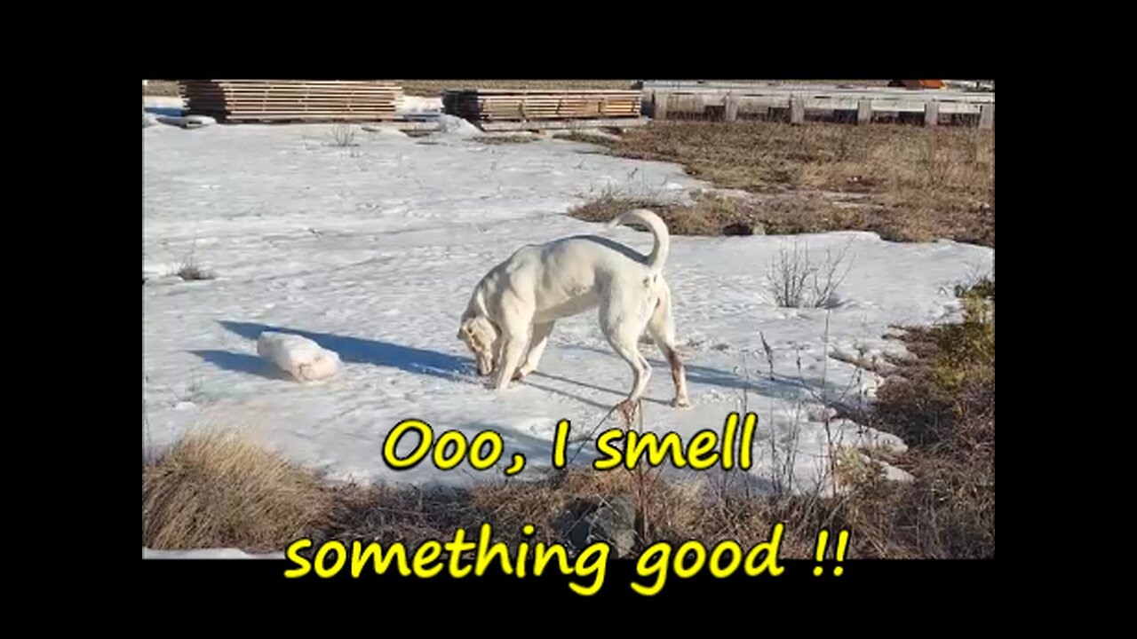 Ice & Digging | It's a Win/Win for our dog Ellie !!