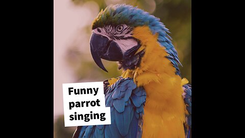 Parrot Sings 'I Left My Heart In San Francisco'