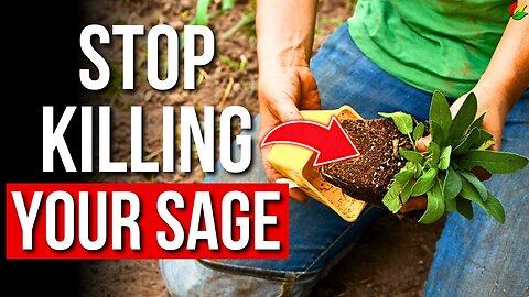 Top 7 Mistakes to Avoid When Growing Sage| G04