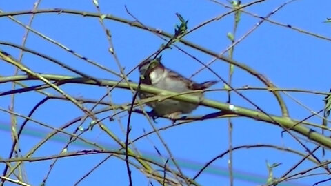 IECV NV #766 - House Sparrow In The Weeping Willow Tree 3-30-2019