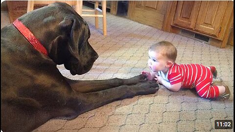 When Big Dogs Turn Into the Cutest Babysitters ❤️